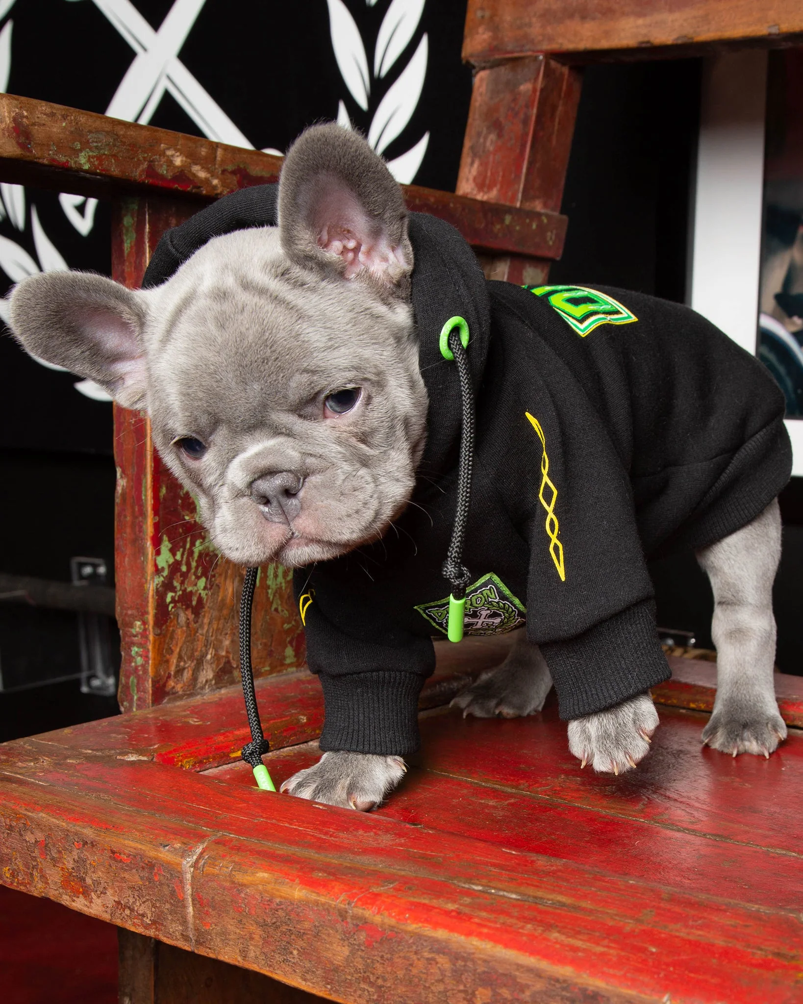 Dog Hoodie - Perro Pinstripe 10 Dog Hoodie - Perro Pinstripe